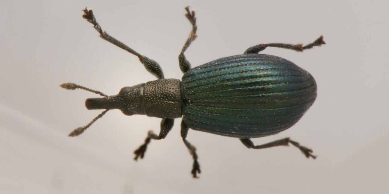 Apionidae: Aspidapion sp?  No, Perapion hydrolapathi